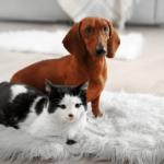 Best Painting Tips For Pet Owners