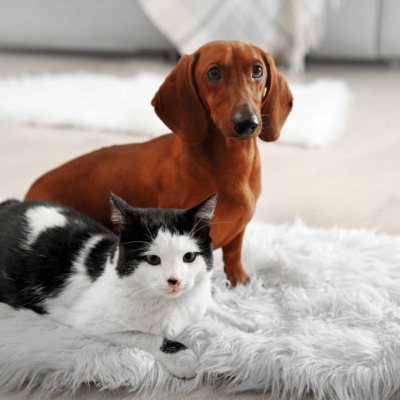 Best Painting Tips For Pet Owners