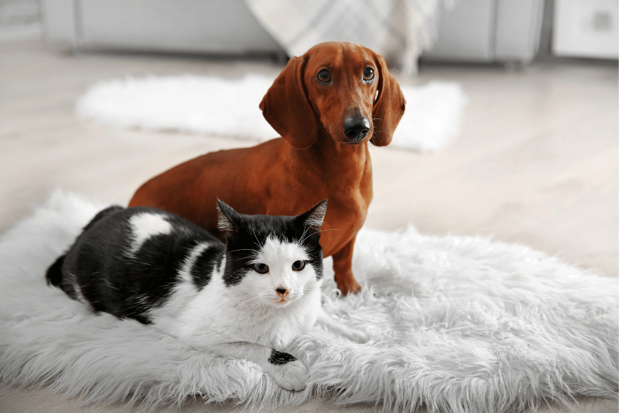 Best Painting Tips For Pet Owners